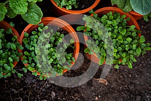 Mix Organic Green Coriander in vegetable garden, Thai herb