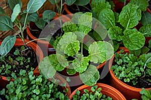 Mix Organic Green Coriander in vegetable garden, Thai herb