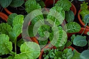 Mix Organic Green Coriander in vegetable garden, Thai herb