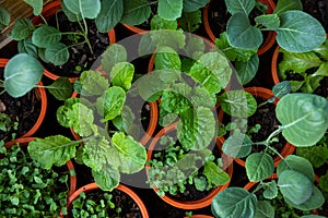 Mix Organic Green Coriander in vegetable garden, Thai herb