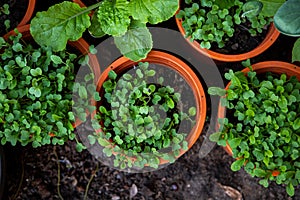 Mix Organic Green Coriander in vegetable garden, Thai herb