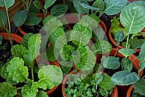Mix Organic Green Coriander in vegetable garden, Thai herb
