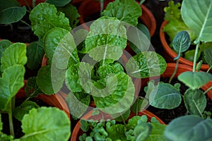 Mix Organic Green Coriander in vegetable garden, Thai herb