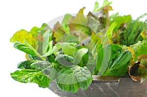 Mix organic salad leaves