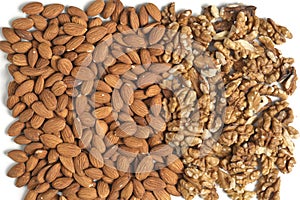 Mix of peeled walnuts and almonds.
