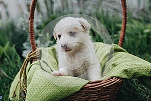 Mix Puppy sitting in the basket