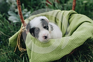 Mix Puppy sitting in the basket