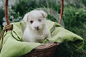 Mix Puppy sitting in the basket