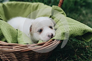 Mix Puppy sitting in the basket