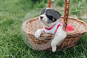 Mix Puppy sitting in the basket