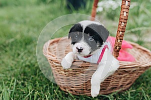 Mix Puppy sitting in the basket