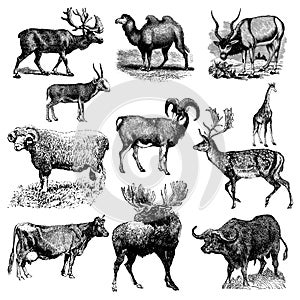 Mix of ruminant animal illustrations photo