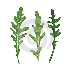 Mix of salad leaves. Set of arugula rucola, rocket salad fresh green leaves isolated on white background. Vector Illustration