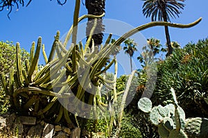 Mix of species of cacti. Botanic photo