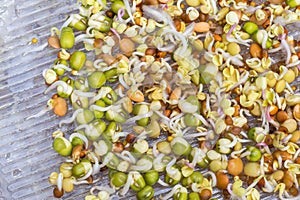 A mix of sprout seeds sprouting on the multisprouter germination pan