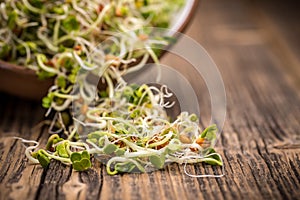 Mix of sprouted seeds