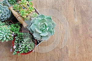 Mix Succulent Plants on Table Top