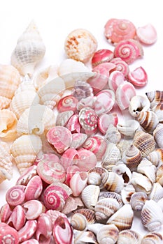 Mix Three Kind Of Sea Shells.