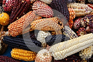 Mix variety of Peruvian native heirloom corns in Cusco local farmer market
