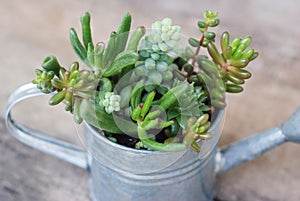 Mix variety of Succulent Flowers in in Watering Can. Rustic wooden board.