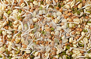 Mix of various germinated sprouts