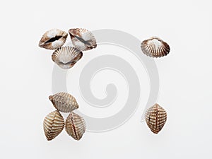 Mix view of raw cockle, ark shell, isolated on white background