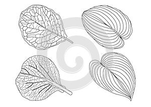 Skeletal  Leaves line design on white background