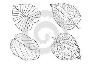 Skeletal  Leaves line design