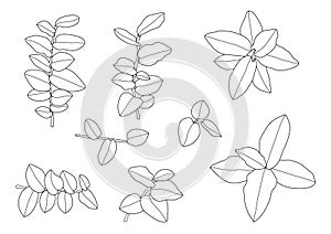 Leaves line design and lined pattern black on white background