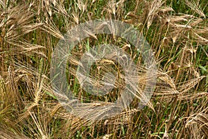 a mix of yellow dry and green ears of cereals, rye and wheat