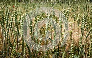 mix of yellow-green stalks of wheat and barley