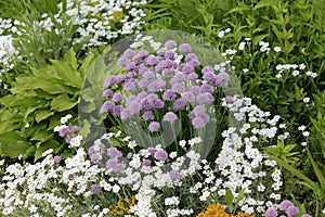 Mixborder with purple flowers of Chives plant Allium schoenoprasum and white flowers of boreal chickweed