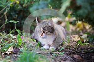 Mixbreed adopted cat in the garden photo