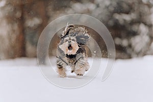 Mixbreed little dog running in winter forest photo