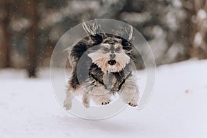 Mixbreed little dog in the winter forest photo