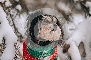 Mixbreed little dog sits in the winter forest photo