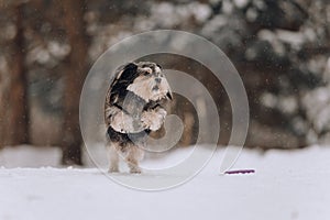 Mixbreed little dog jumping in the winter forest photo