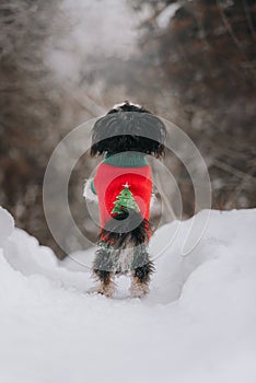 Mixbreed little dog stands back in the winter forest photo