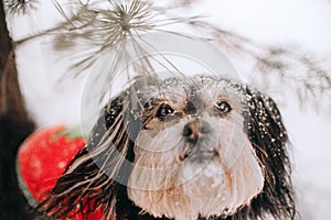 Mixbreed little dog in the winter forest photo