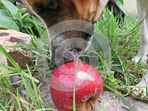Puppy Playing With An Apple. photo