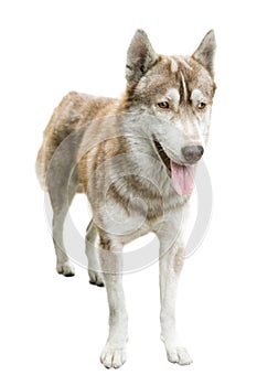 Mixbreed Syberian husky dog photo
