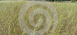 Mixed agriculture paragon pea and mustard and grass in madhubani India