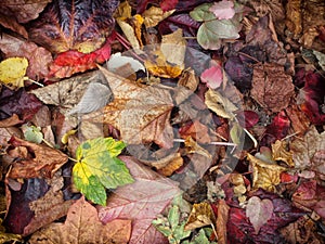 mixed autumn leaves background with different shades of fall col