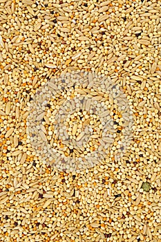 Mixed bird seed background