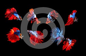 mixed of blue and red siamese fighting fish betta full body under water isolated black background photo