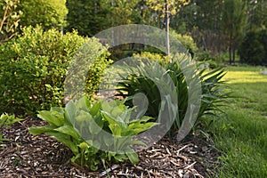 Mixed border in summer garden.