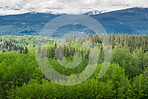 Mixed Boreal Forest in Spring