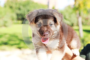 Mixed breed Australian Shepherd dog and another that is not very well known photo
