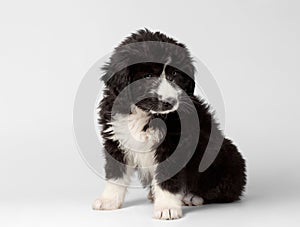 Mixed Breed Black Puppy Sits and Looking Pity Isolated photo