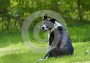 Mixed breed black and white dog relaxing